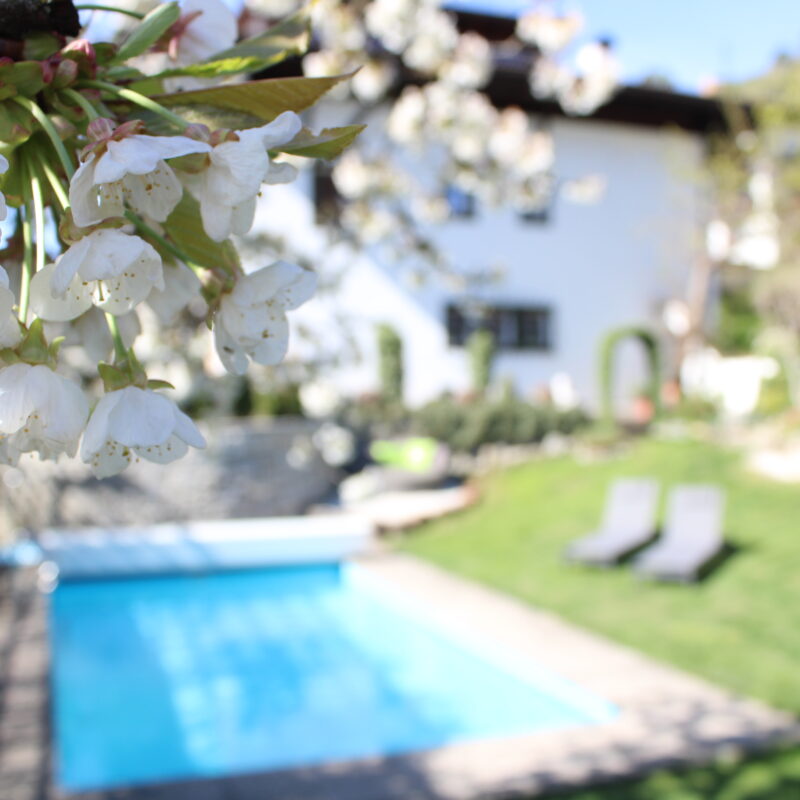 Kirschblüte am Pool der Ferienwohnungen in Riffian – Frühlingszauber in Südtirol