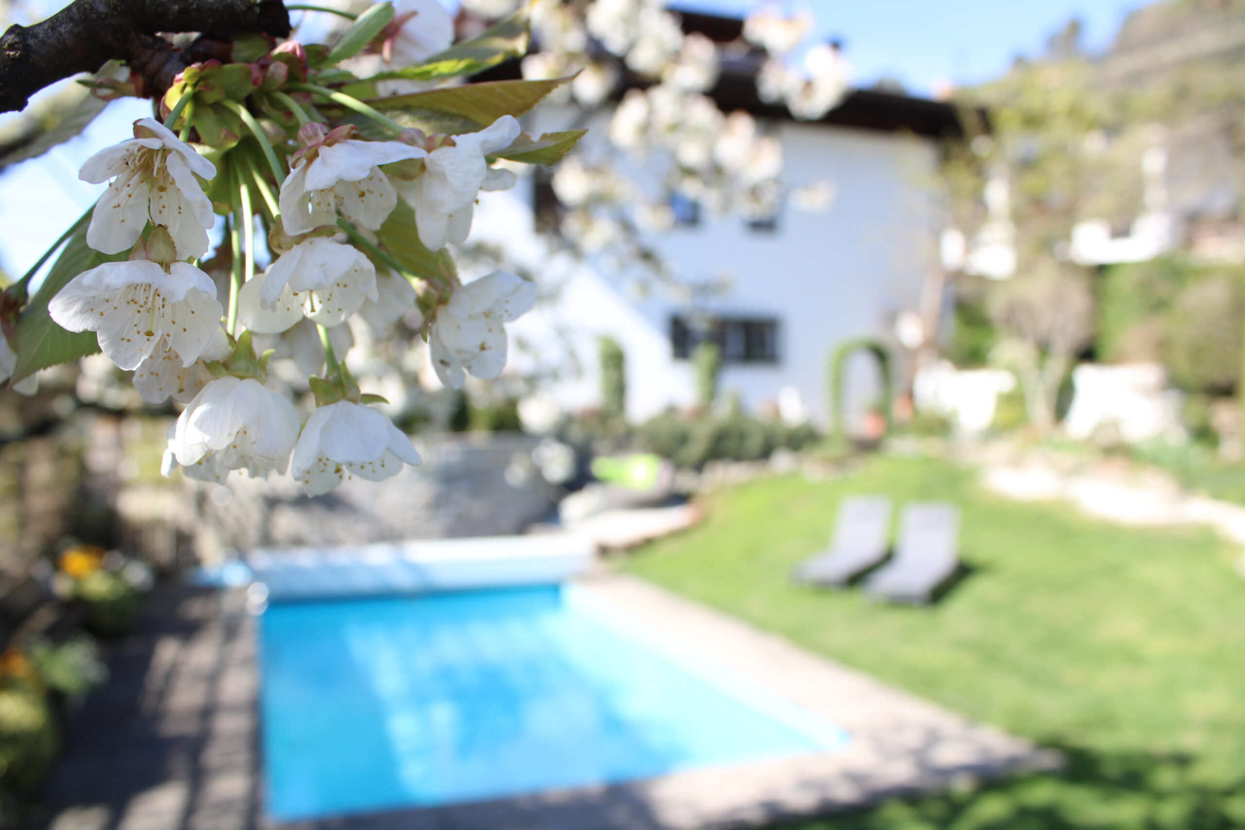 Kirschblüte am Pool der Ferienwohnungen in Riffian – Frühlingszauber in Südtirol